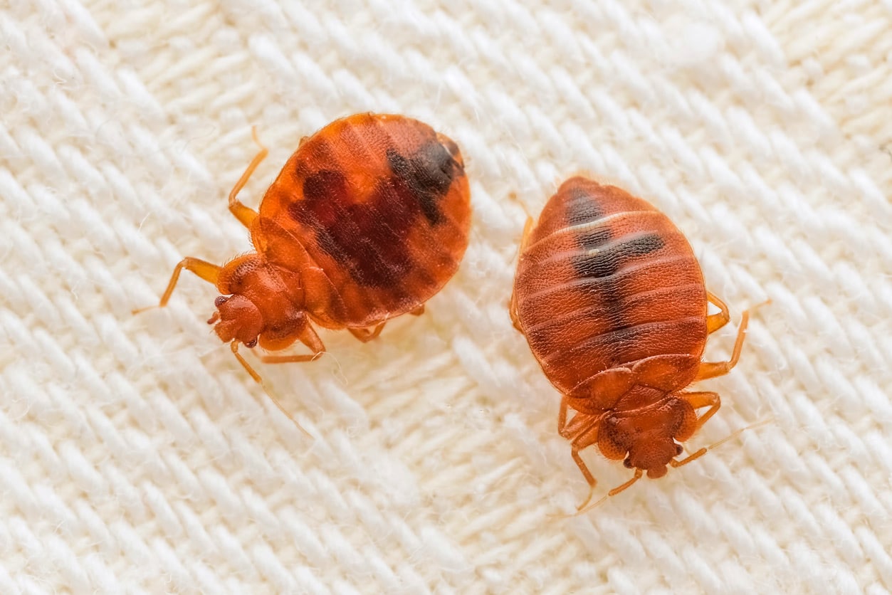 Bed Bugs on a mattress