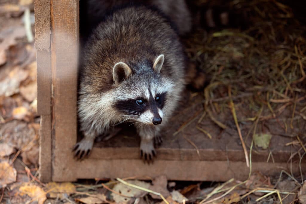Wild Life Exclusion