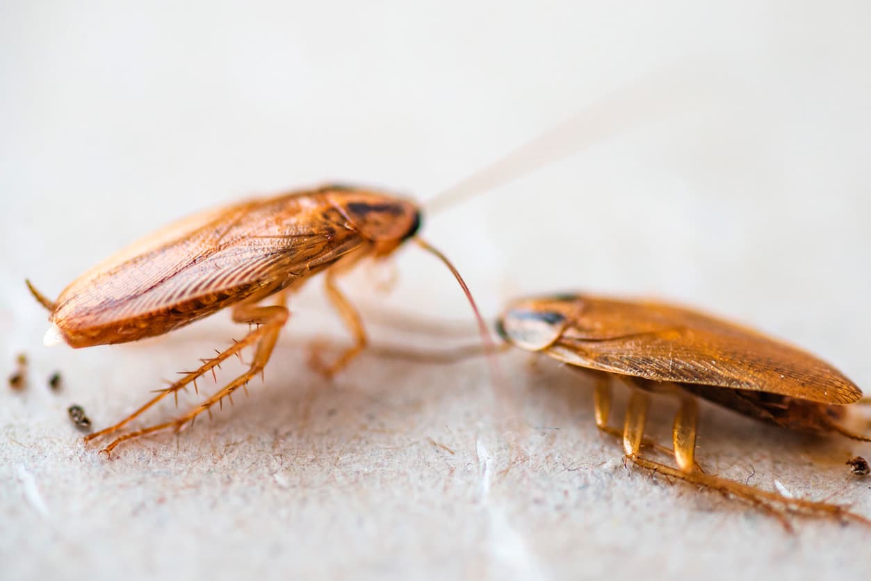Cockroaches
