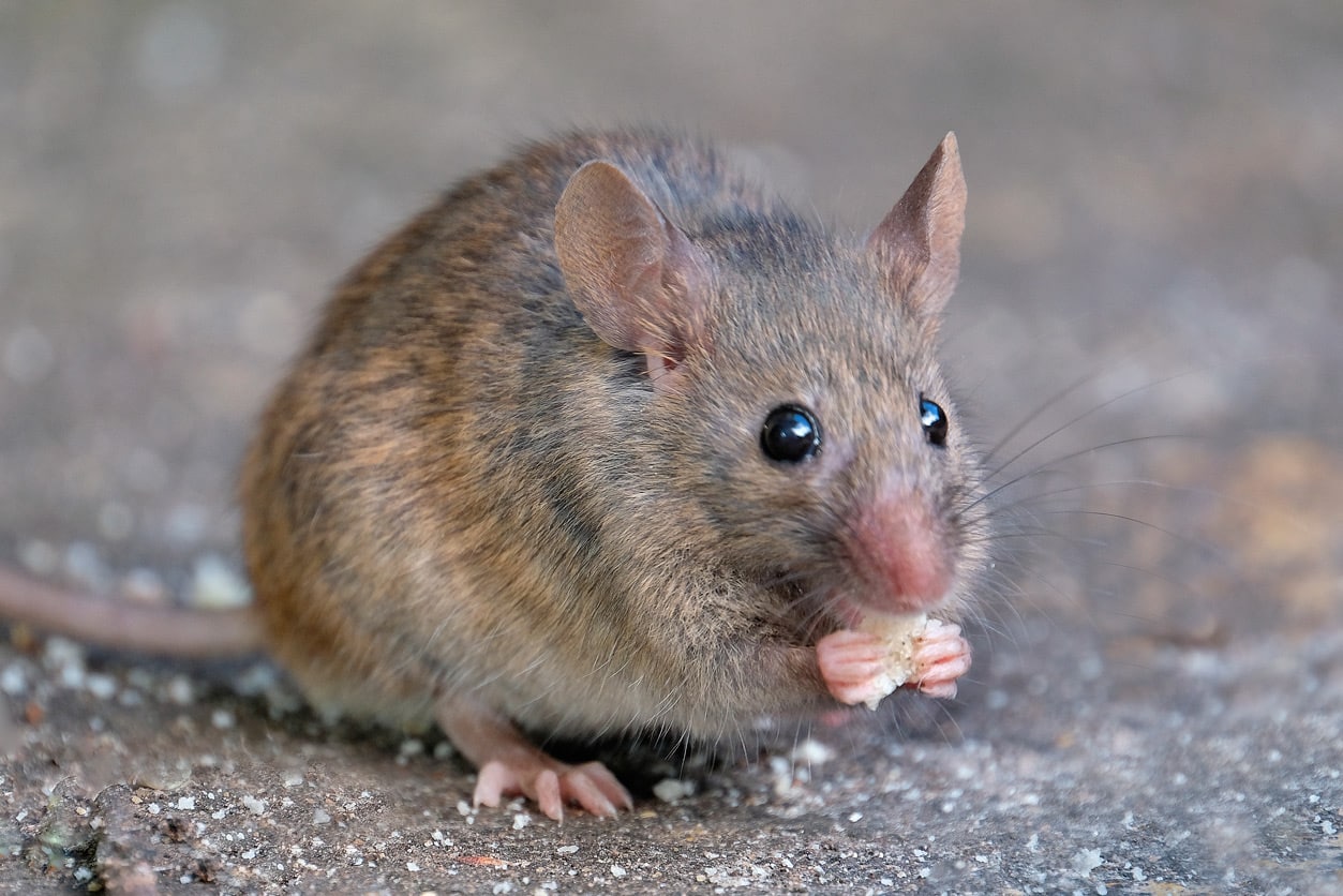 Mouse eating food