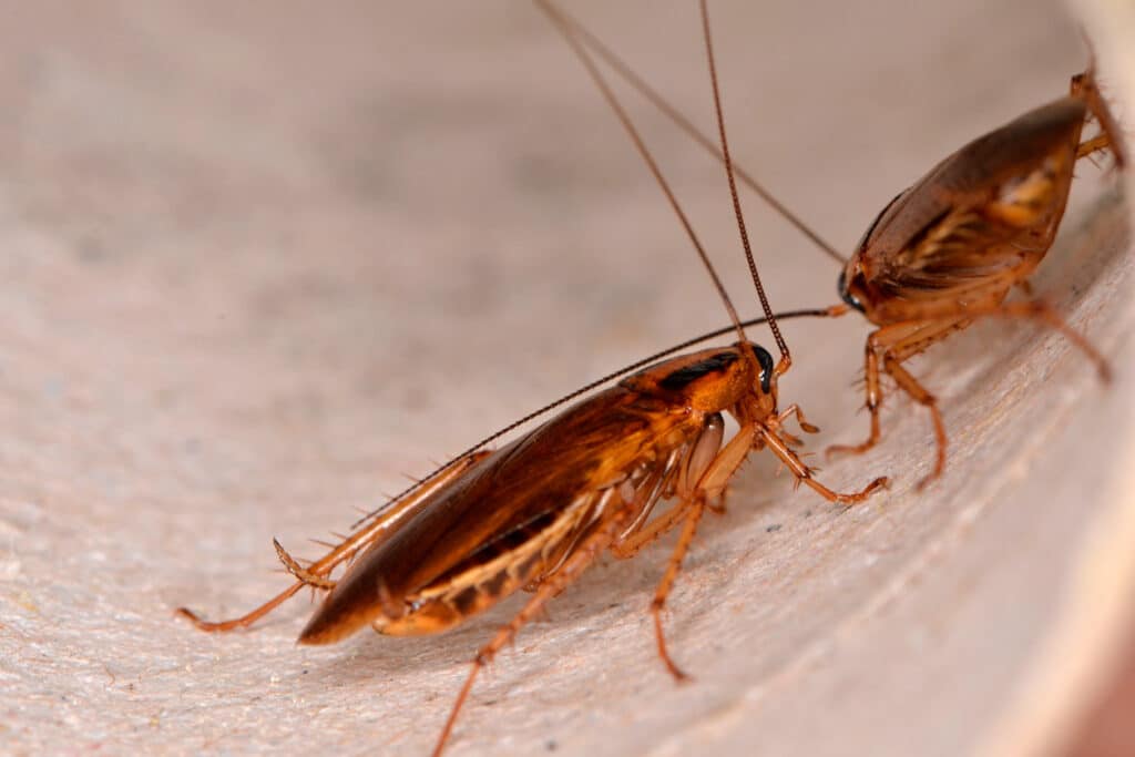 cockroaches