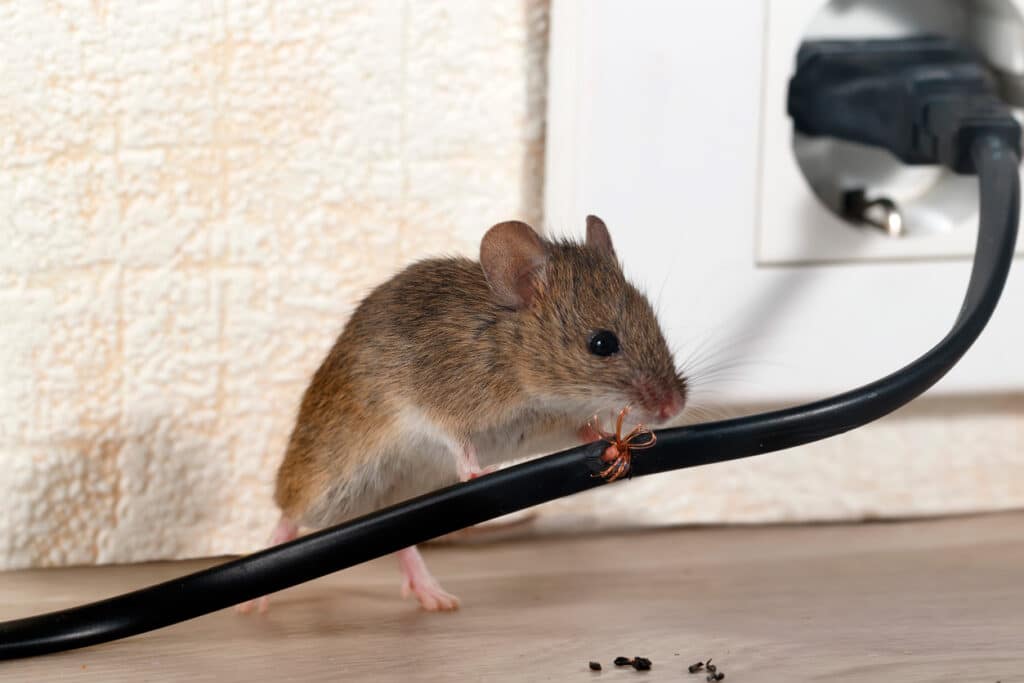 Mouse crawling over cord