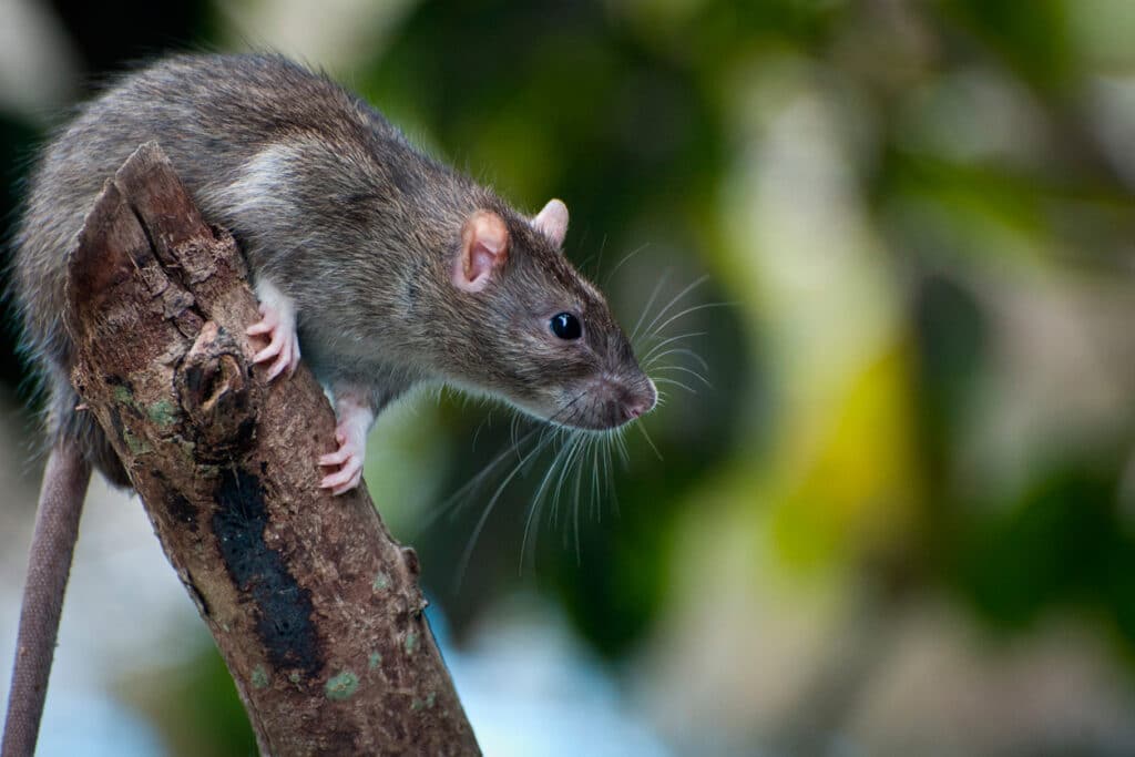 Mouse on a stick