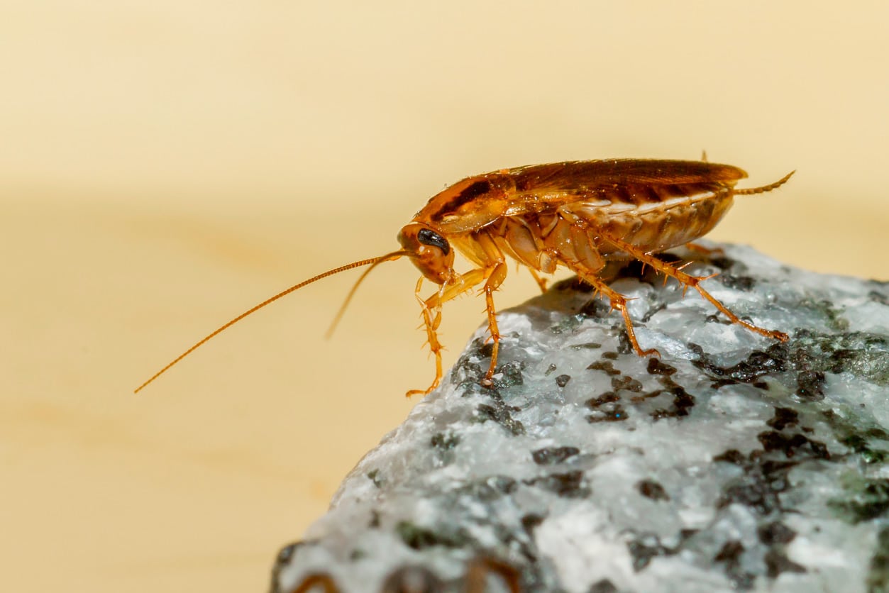 cockroach on a rock
