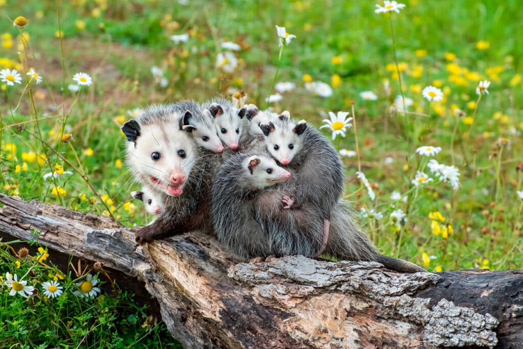 Wild Life Exclusion