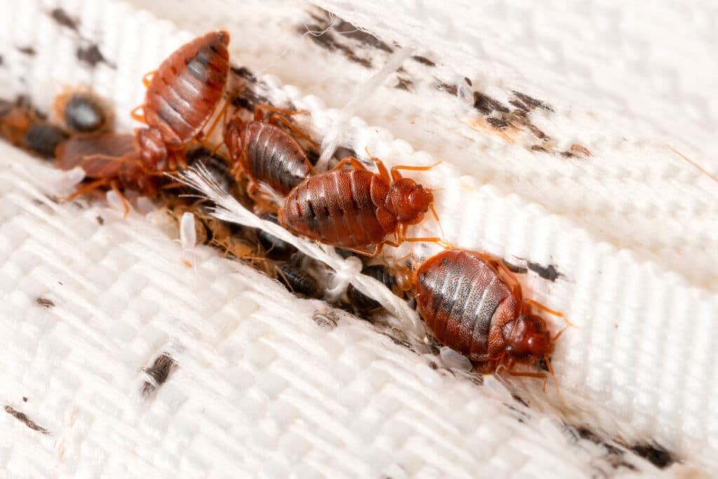 Bed Bugs in mattress
