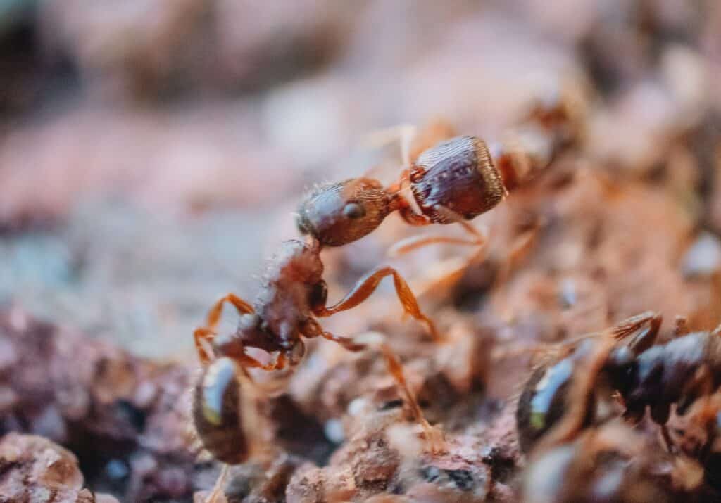 Ant Control