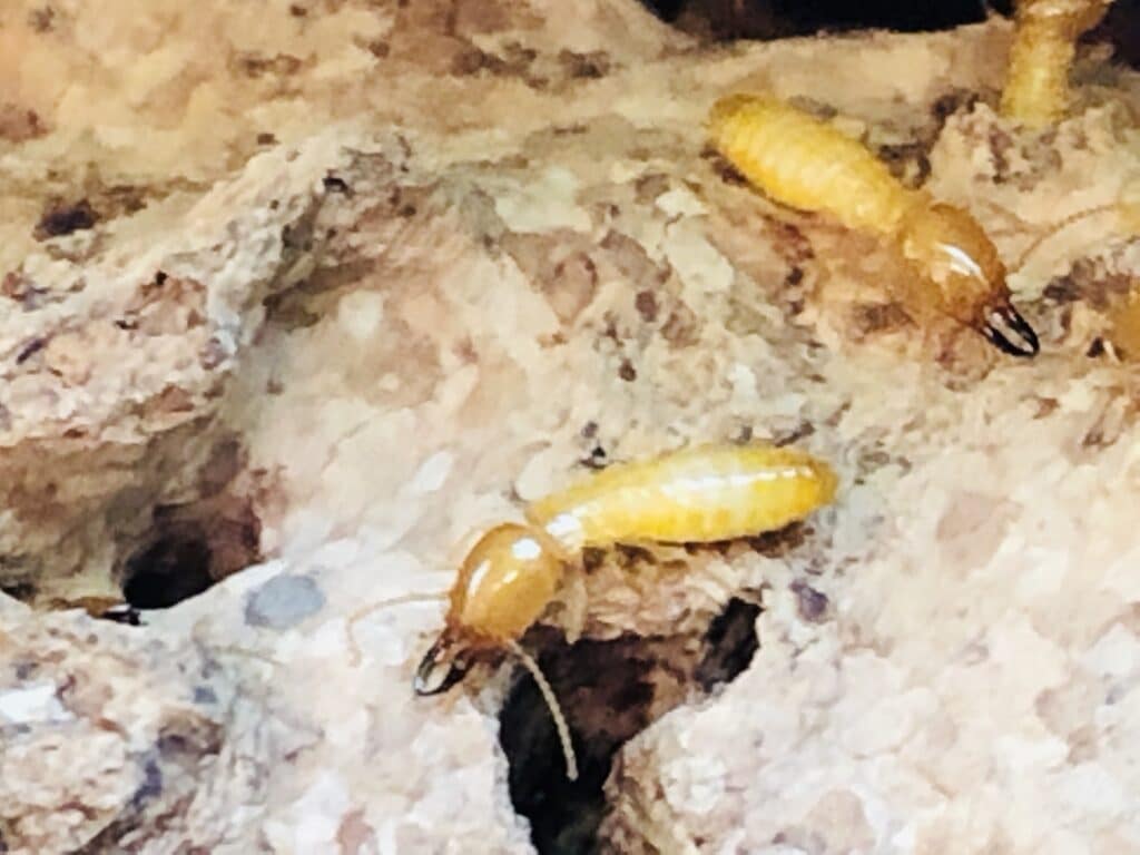 Termite Control